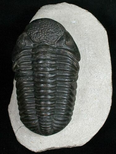 Outstanding / Phacops Trilobite - Mrakib, Morocco #11009